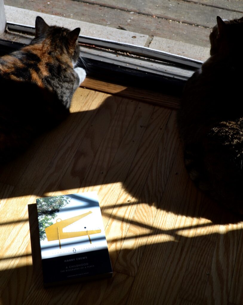 Two tabby cats can be seen in the shadows and sun with a book.