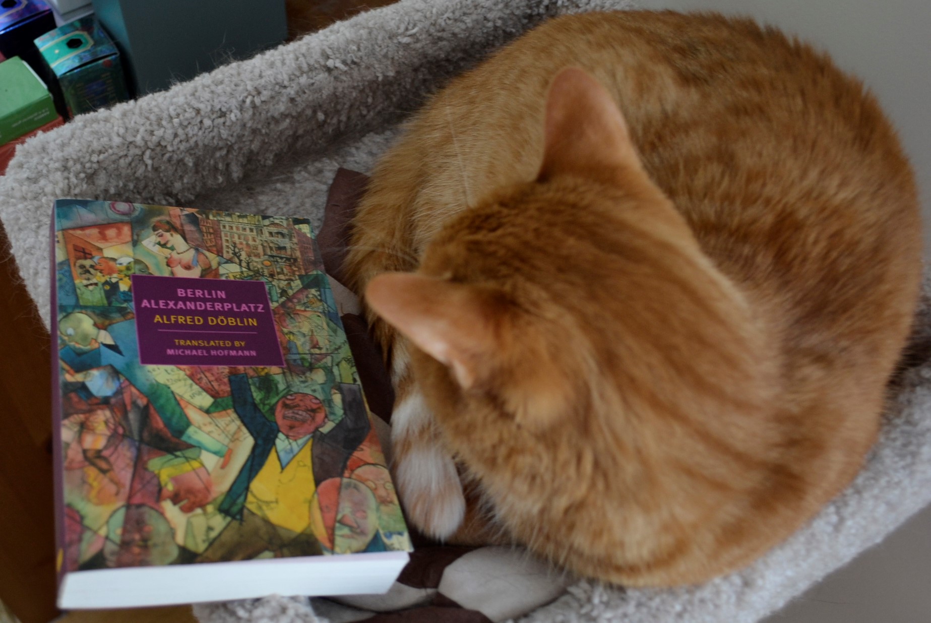 An orange cat is curled up beside a book. The book's cover is filled with busy geometric pictures of people and buildings.