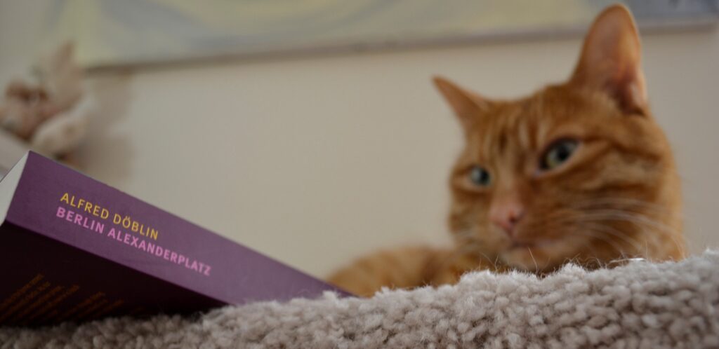 A book spin reads 'Alfred Doblin, Berlin Alexanderplatz'. Behind it, an orange cat stares.