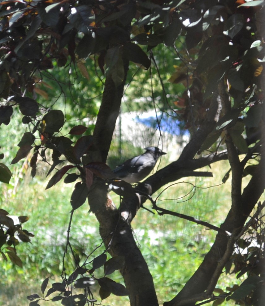 A bluejay sits on the branches of a plum tree.