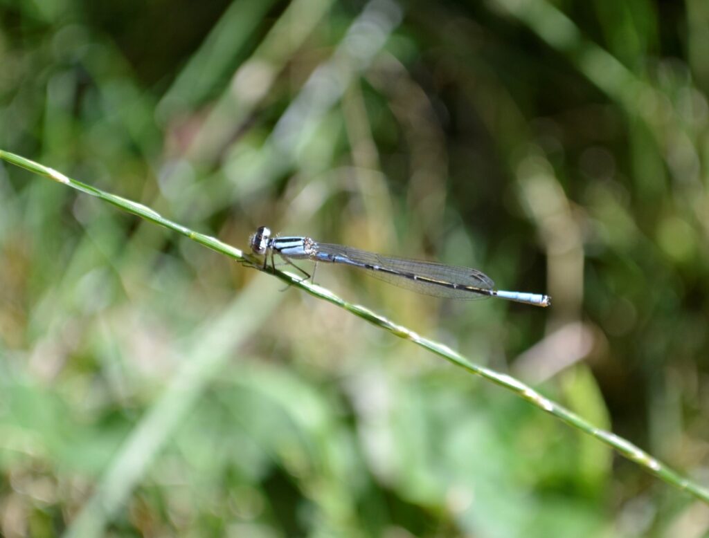 A bue dragonfly perches on a stalk of grass.