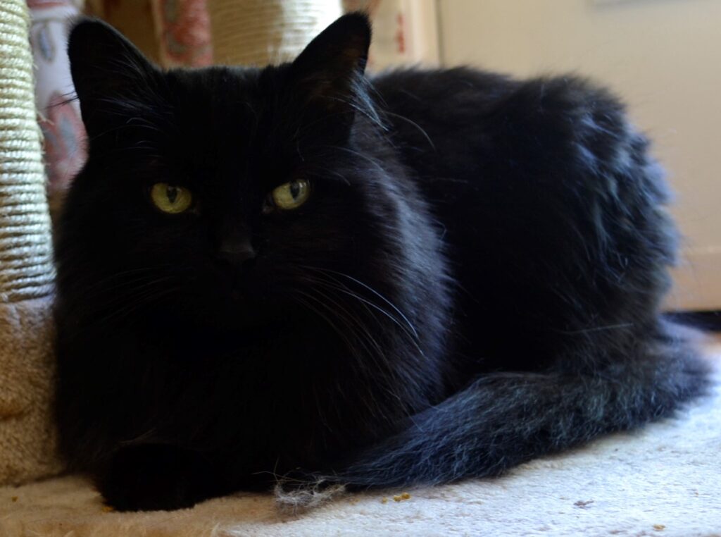 A fluffy black cat with yellow eyes sits in a tight ball with her tail curled around herself.