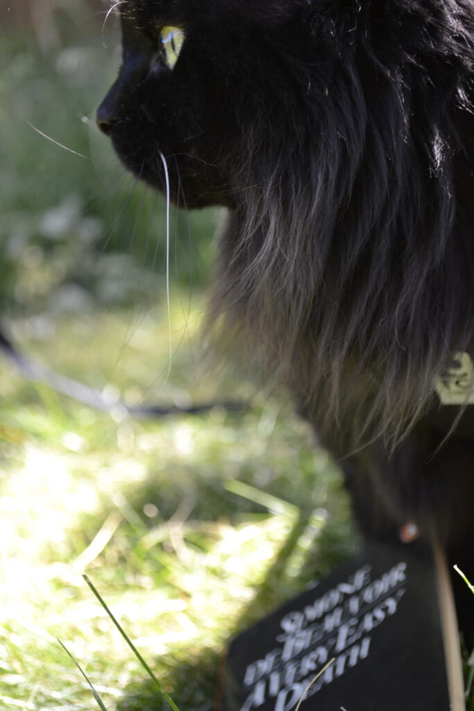 A fluffy black cat stands in the grass, her mane lightly blown by the breeze.