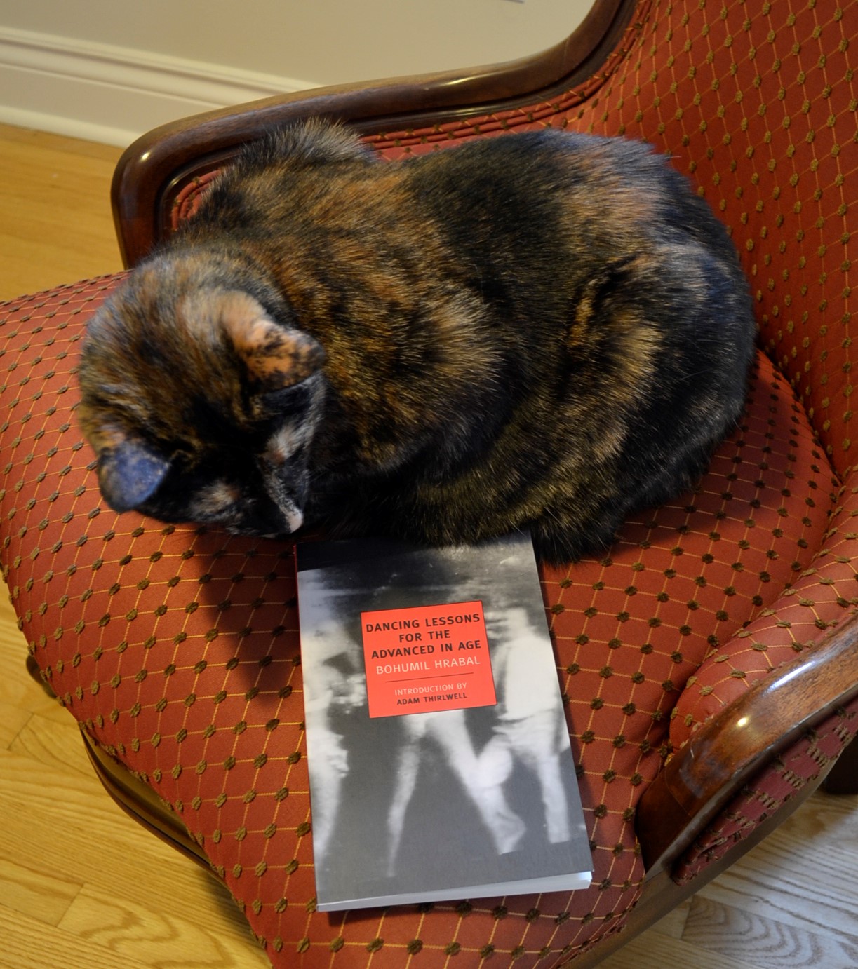 A tortoiseshell cat looks at a book with a black-and-white cover. In a red box, the title is seen as Dancing Lessons for the Advanced in Age.