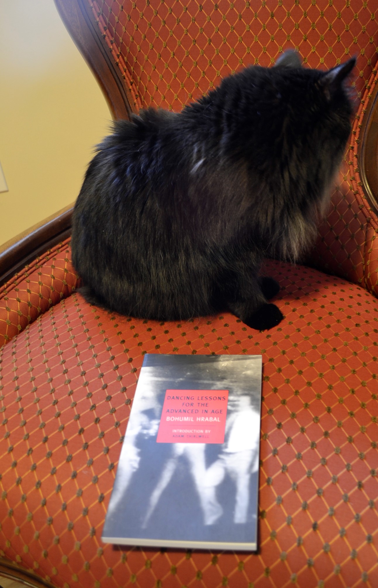 Dancing Lessons For The Advanced In Age Old Paper Cats Reviews By dancing-lessons-for-the-advanced-in-age-old-paper-cats-reviews-by