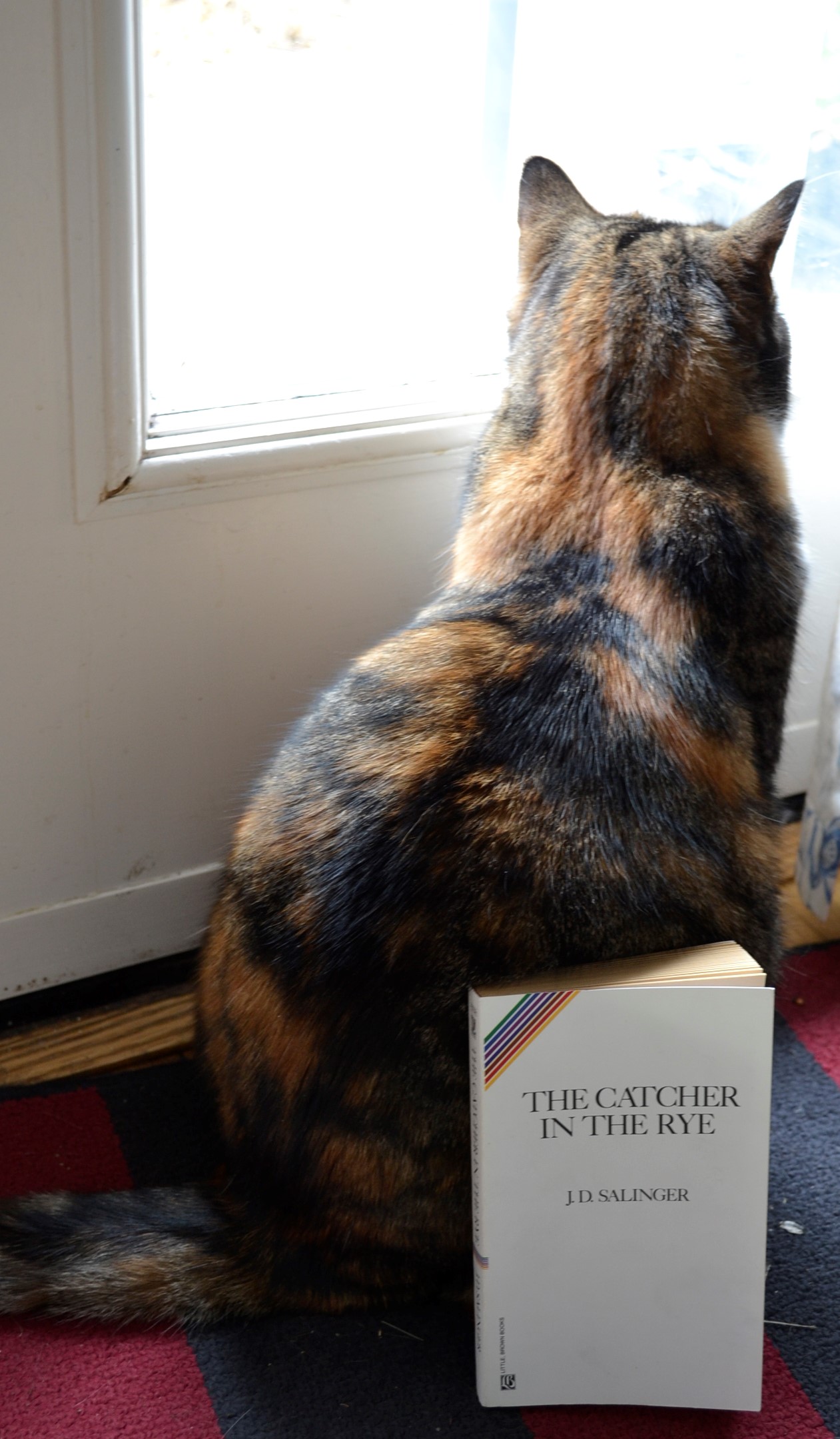 The Catcher in the Rye sits against the flank of a calico tabby.