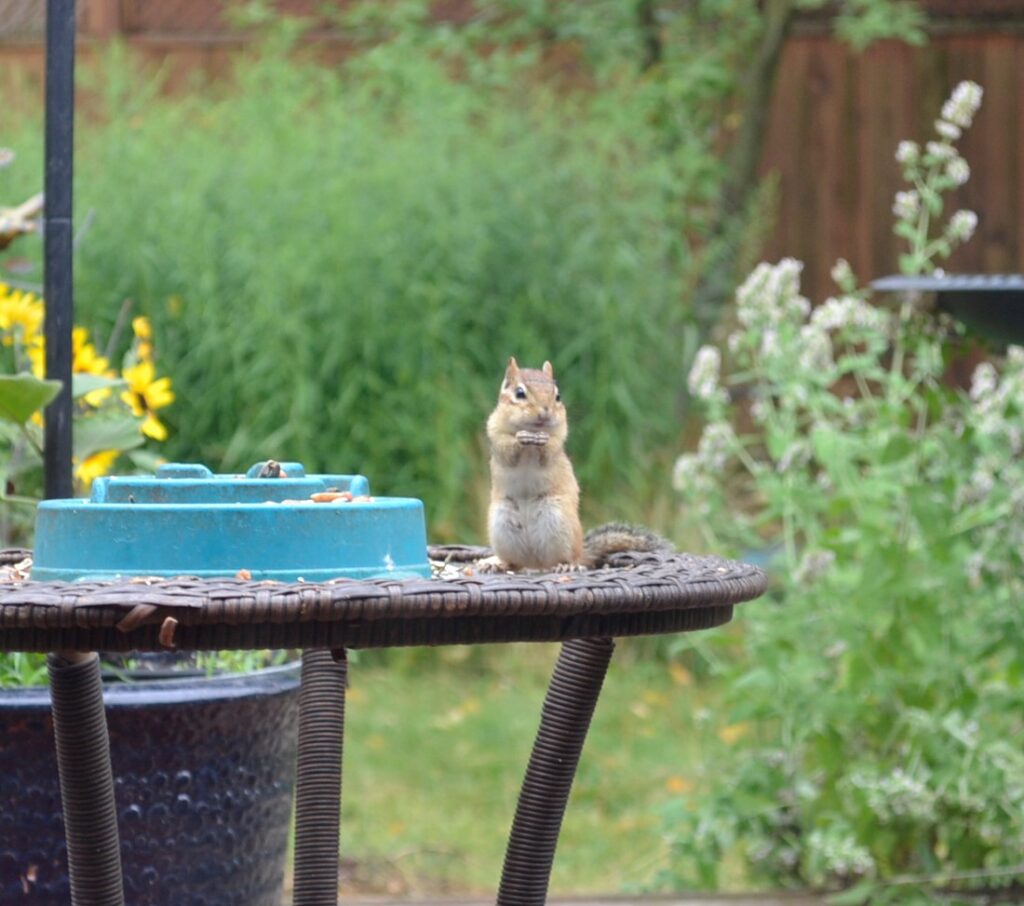 A chipmunk eats a sunflower seed from a blue scatterfeeder set on a table outside.