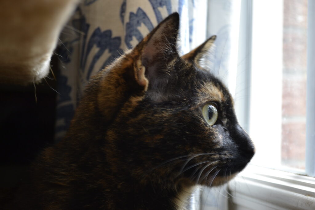 A tortoiseshell cat stares intensely out a window.