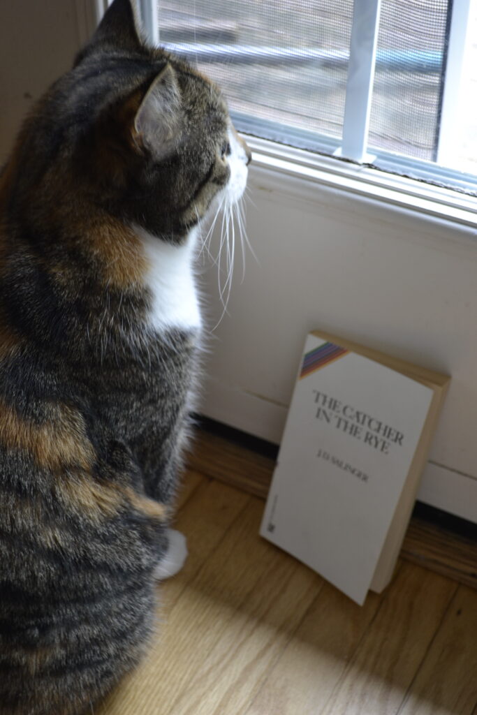 A calico tabby stares out the window, over a copy of The Catcher in the Rye.