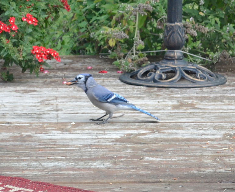 A blue jay with a peanut in its beak.