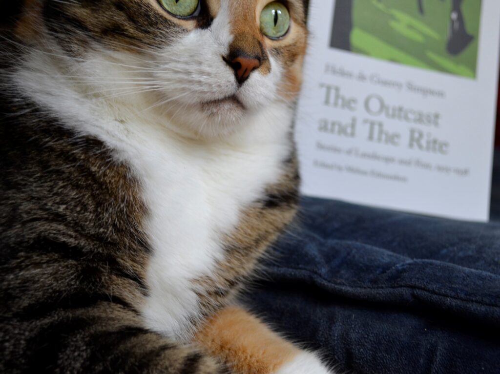 A cat with a flat nose looks into the distance with a weird frown.