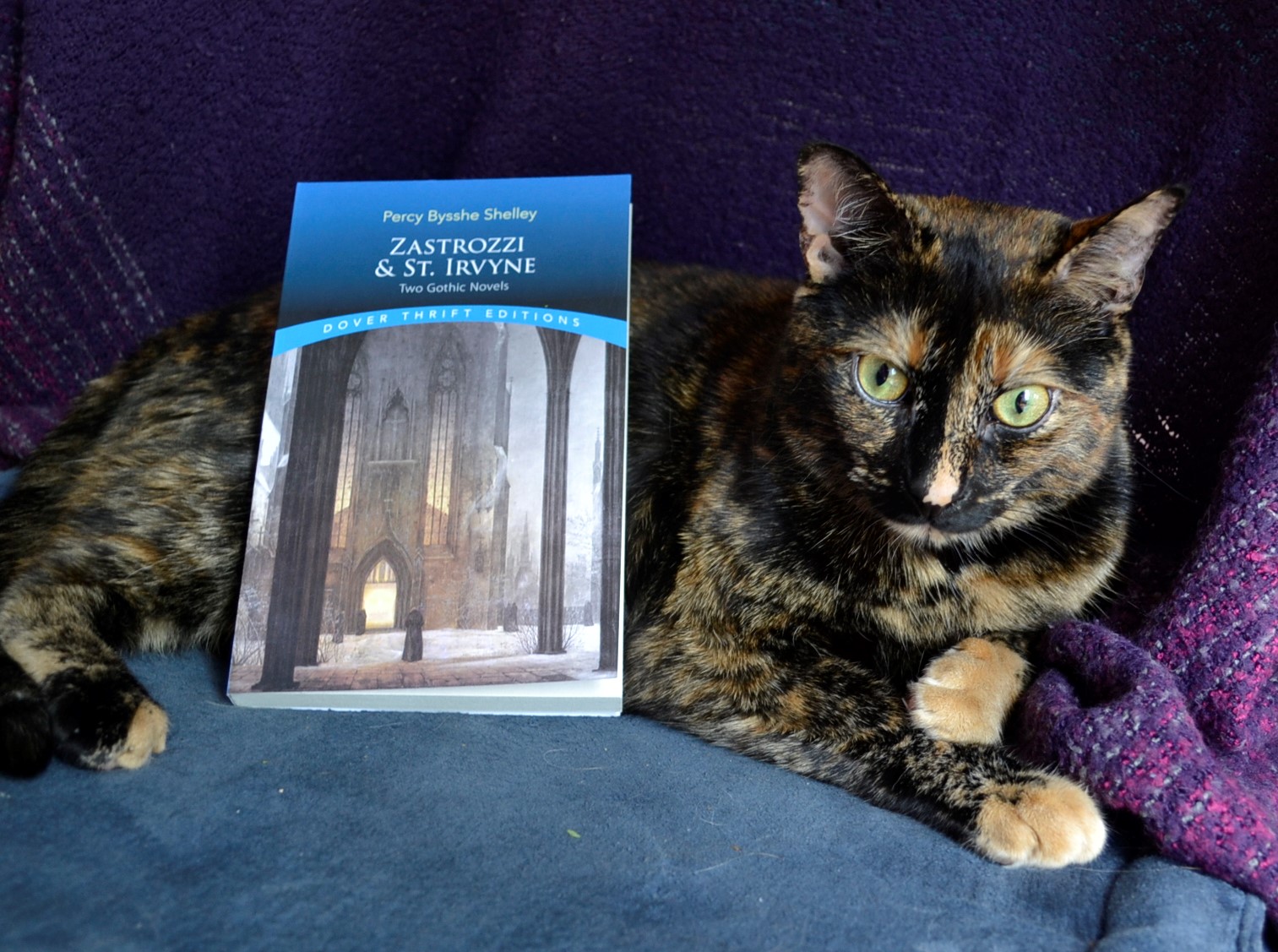 A book titled Zastrozzi & St Irvyne rests on top of a tortoiseshell cat.
