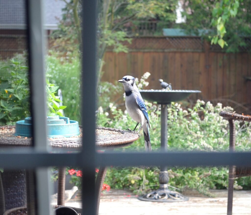A blue jay stands upright at the edge of a table with seed on it.