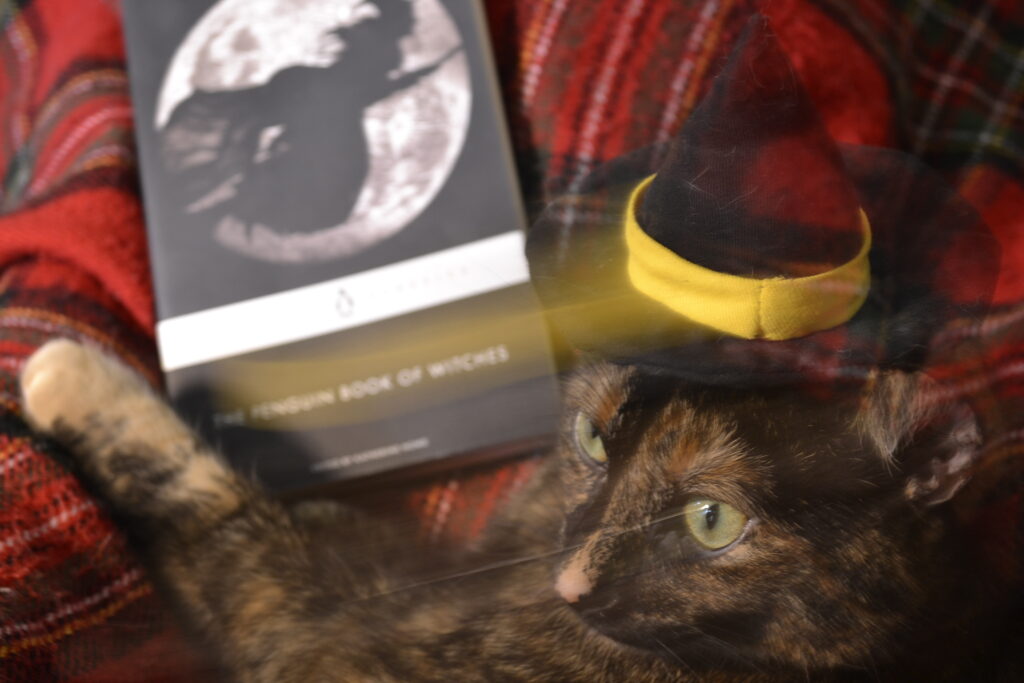 A photo of a cat in a witch's hat that has blurred to look like she is disappearing.