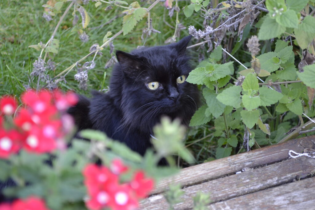 A black cat hides behind red verbena flowers and sniffs catnip plants by a porch.