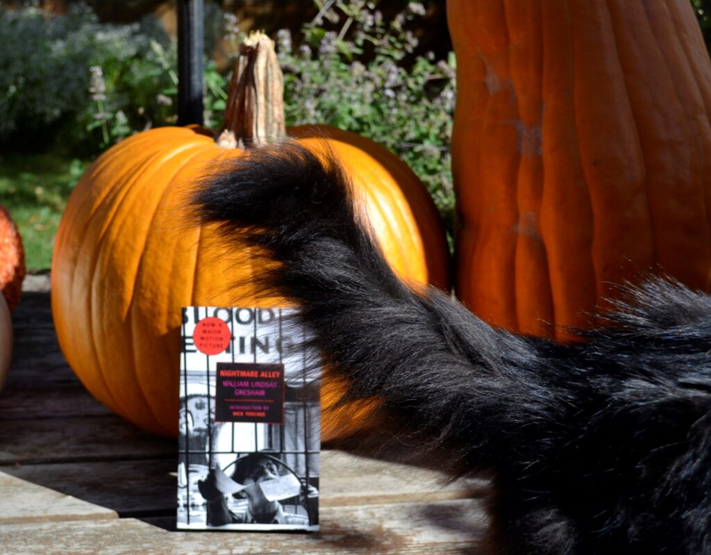 A black fluccy tail frames a picture of pumpkins and a book.