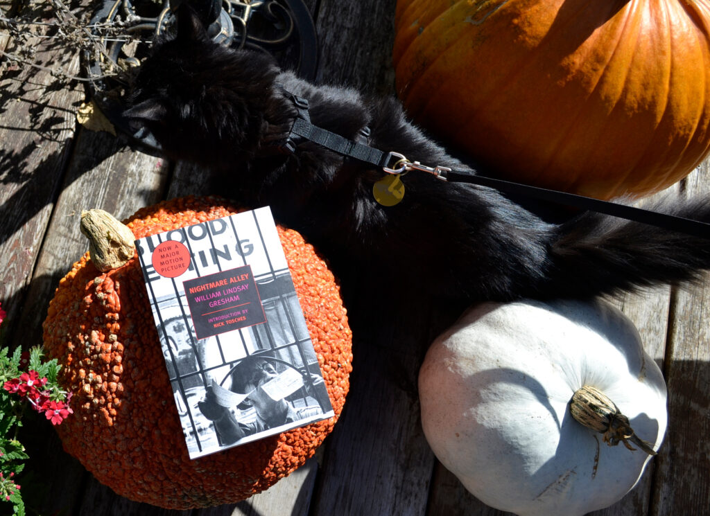 A black cat winds through some pumpkins: orange, white, and warty types.
