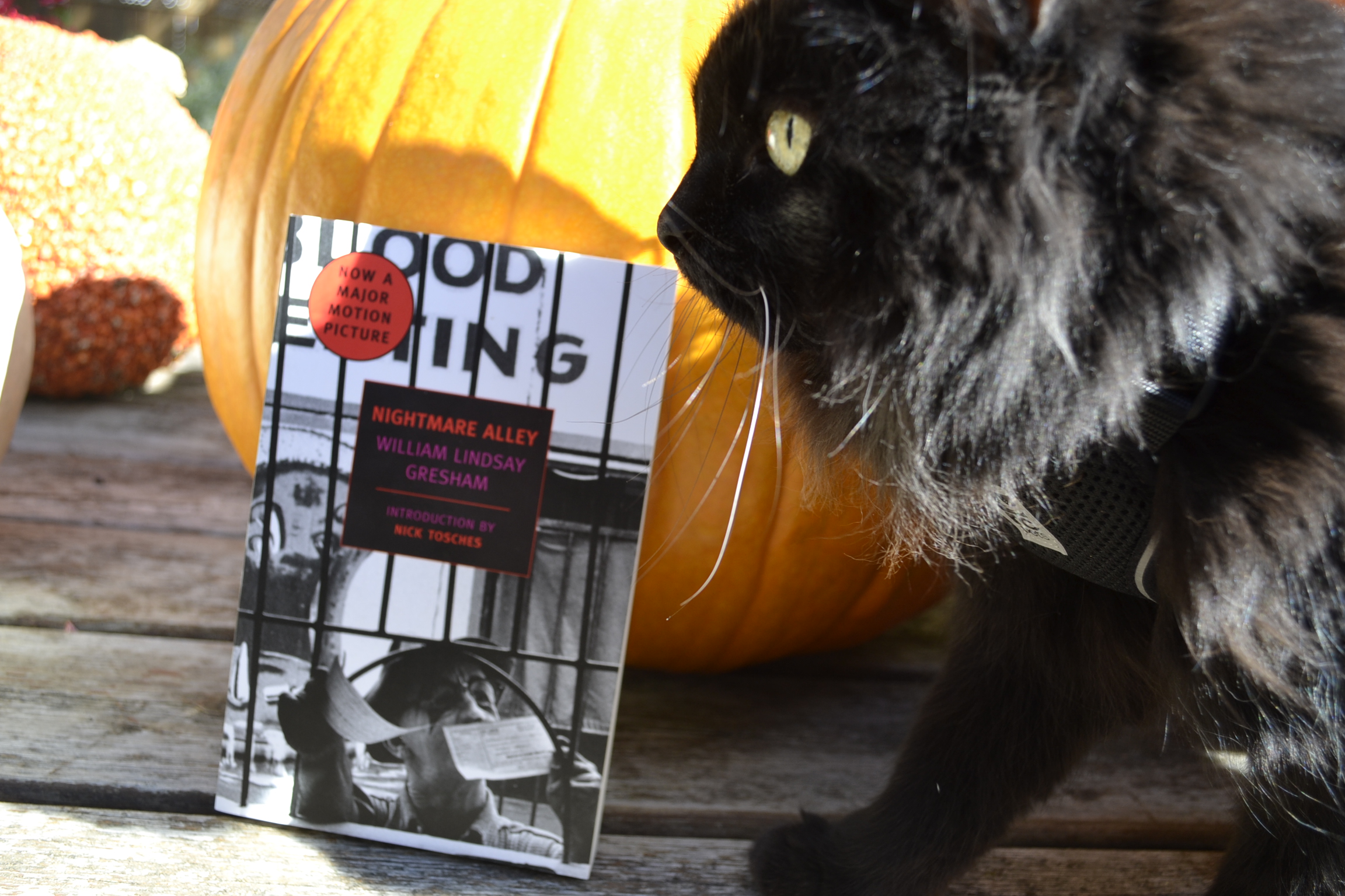 A fluffy black cat stands beside some pumpkins and a copy of Nightmare Alley.