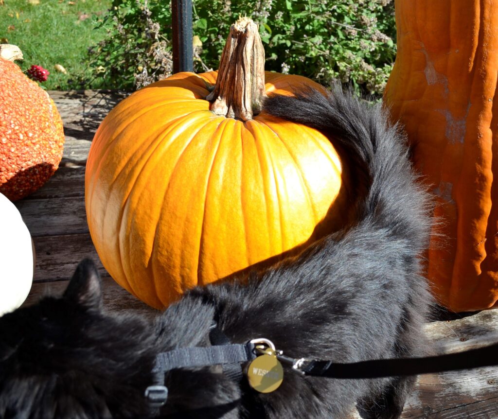 A fluffy black cat's tail curls around a big pumpkin.
