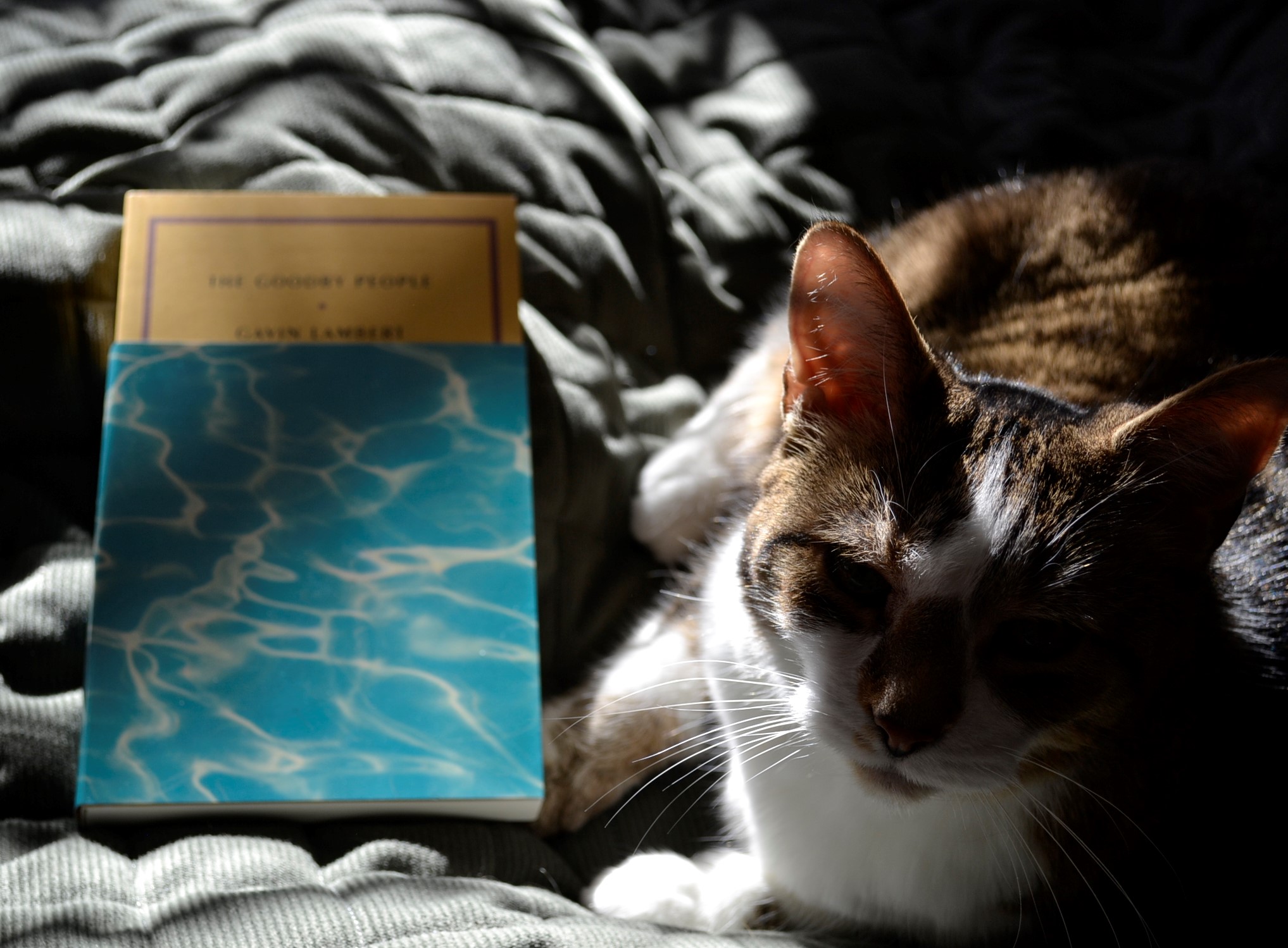 In deep shadows, a tabby cat lounges. Beside her, in a beam of light, is a yellow book with an aqua-blue dust jacket.