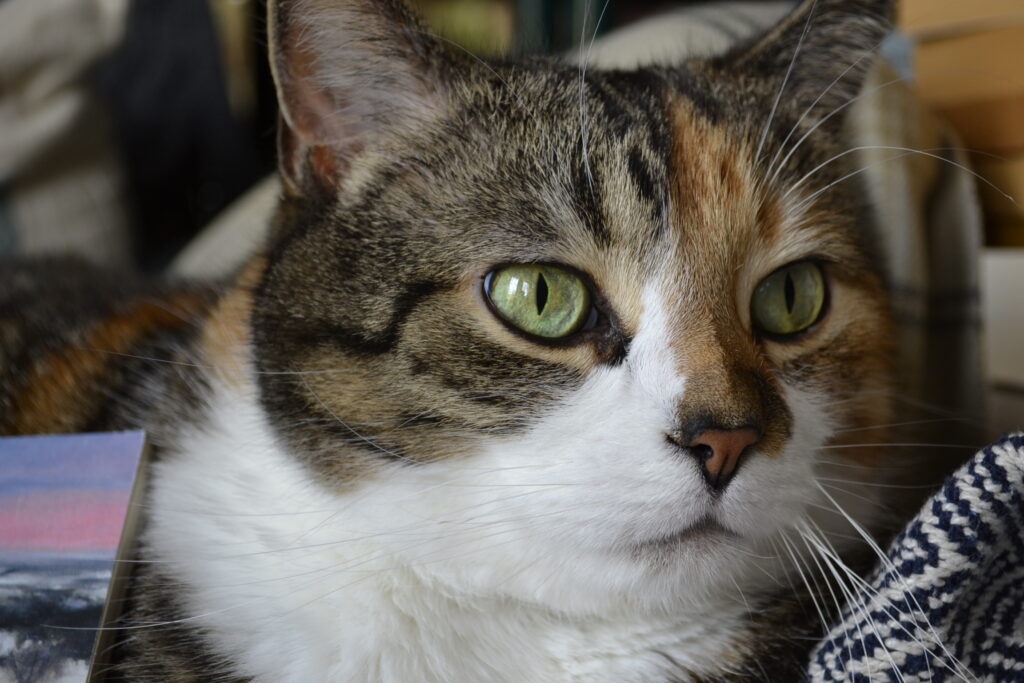 A calico tabby cat with many whiskers and pale green eyes and a short, pink nose.