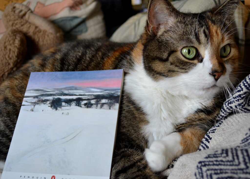 A calico tabby sits beside a book. The book's cover features a pastel sunset over a bleak and snowy landscape.