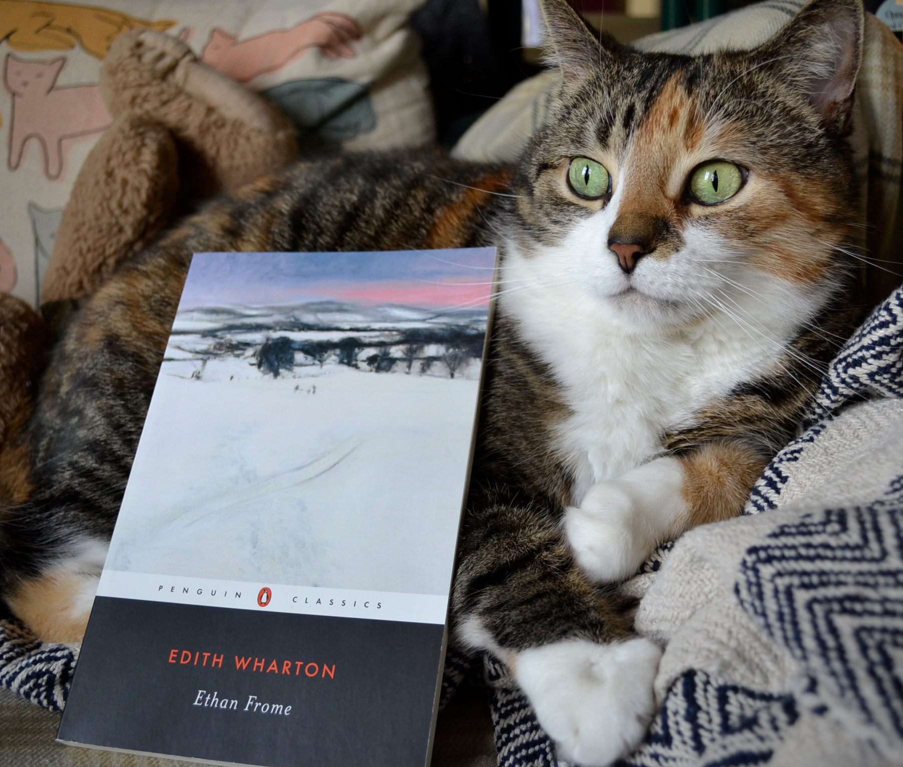 A calico tabby with pale green eyes sits on a pile of blankets beside a book.