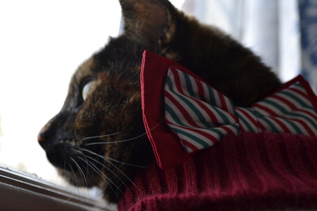 A tortoiseshell cat looks out a window. She is wearing a candy-cane stripped bow and a red-collared sweater.