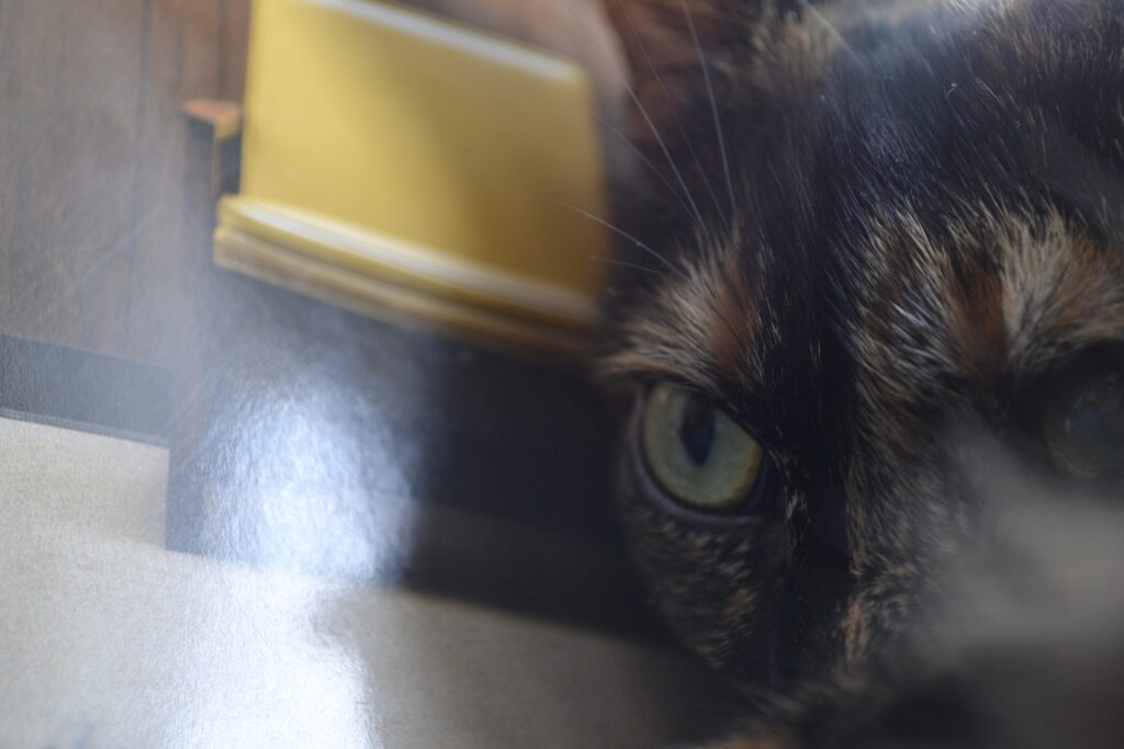 A tortoiseshell cat opens its eyes beside a shiny dust jacket. The light reflects off the book.