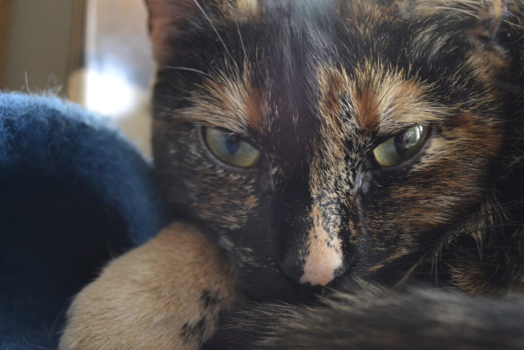 A tortoiseshell cat with yellow-green eyes rests her chin on her paw in the pale blue sunlight.