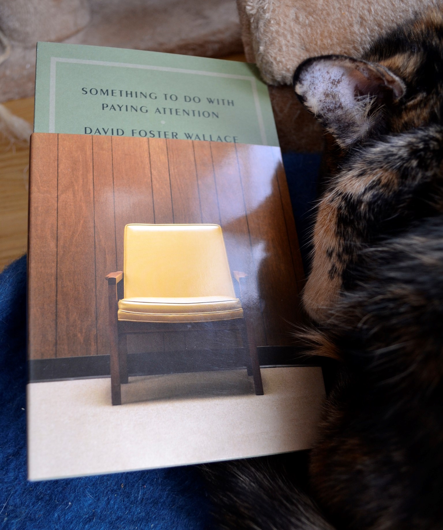 A tortoiseshell cat sleeps curled up beside a copy of Something to do With Paying Attention by David Foster Wallace.