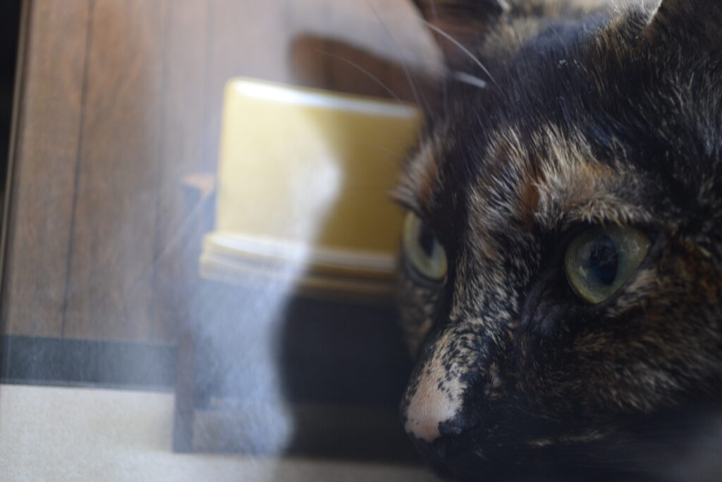 A tortoiseshell cat with yellow-green eyes and a pale nose stares off into the distance.