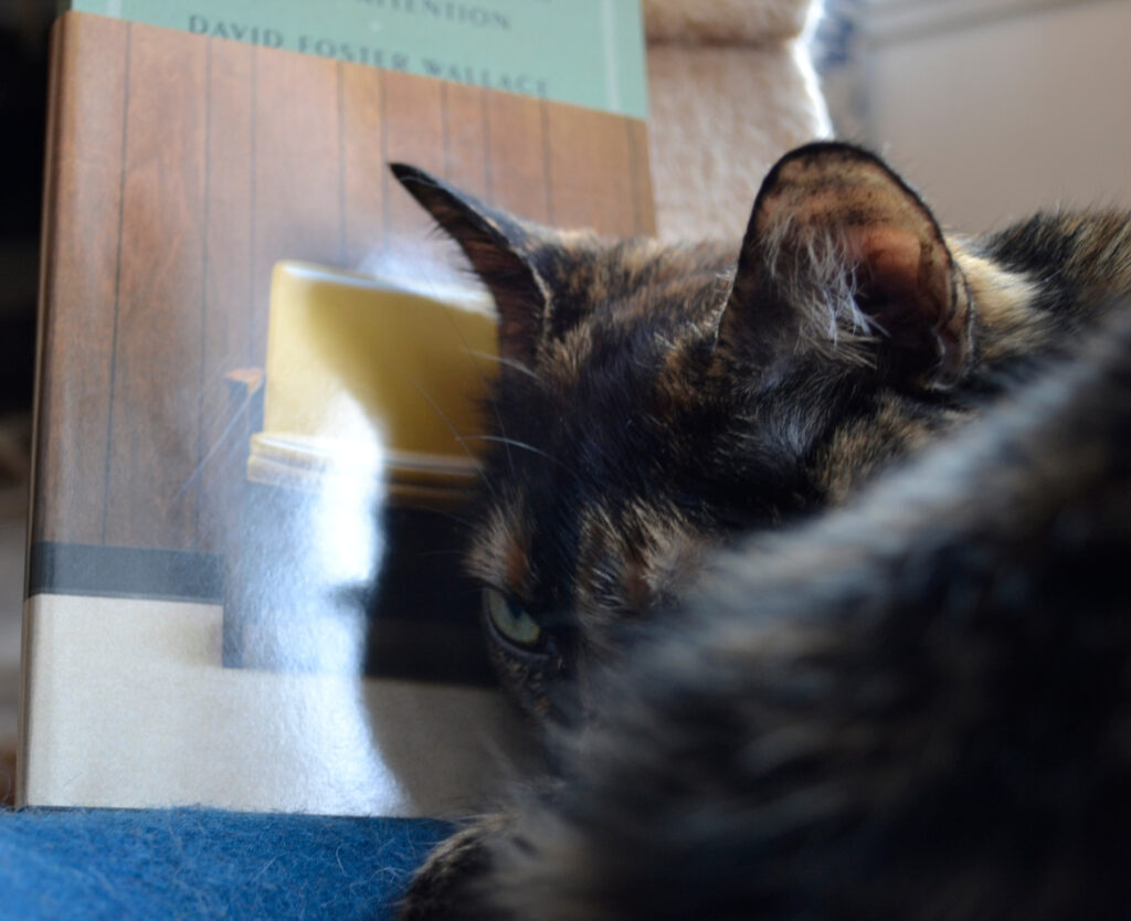 A tortoiseshell cat glares over her curled tail. A book with a yellow chair on the cover is behind her.