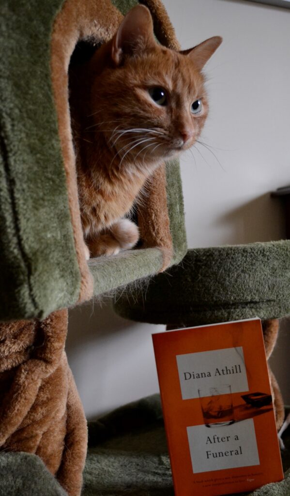A cat peers out of a box on a cat tree. Below, a book titled After a Funeral leans against a cat tree pillar.
