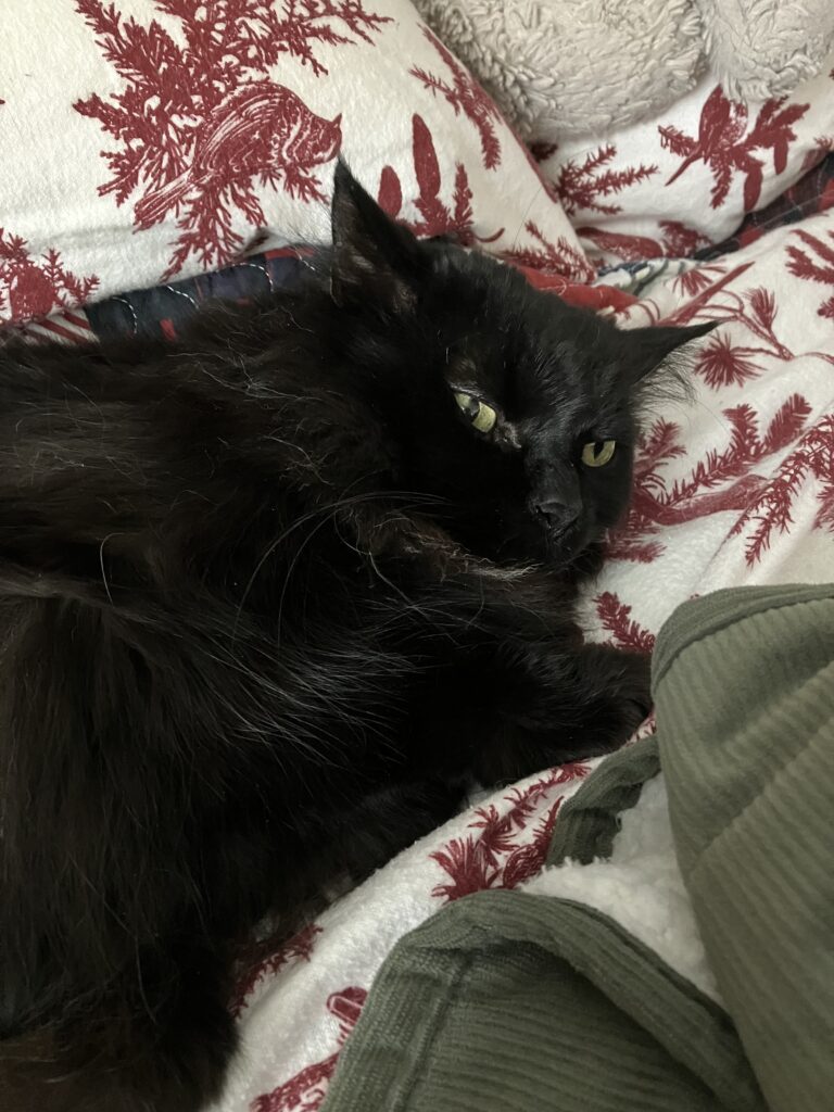 A black fluffy cat sleeps on a background of white flannel printed with red birds and holly.