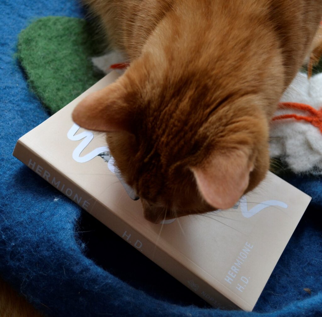 An orange cat sniffs a pink book. The spine reads: HERMIONE by H.D.