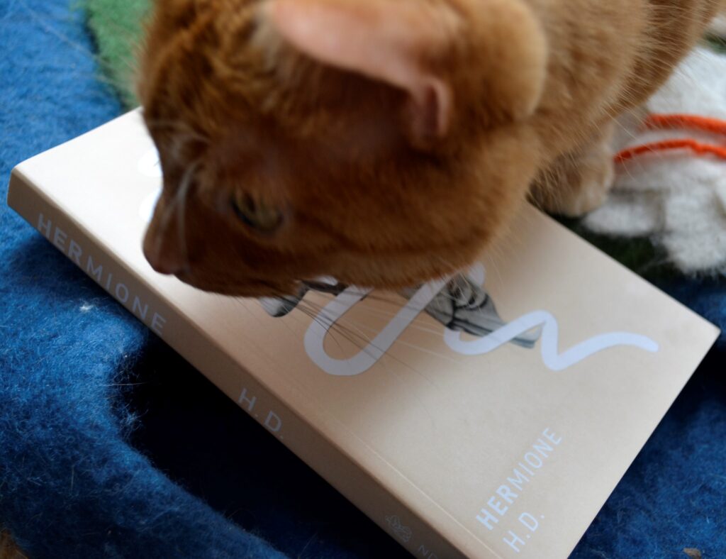 An orange tabby cat steps on a pink book, covering the bum of the figure in the cover image.