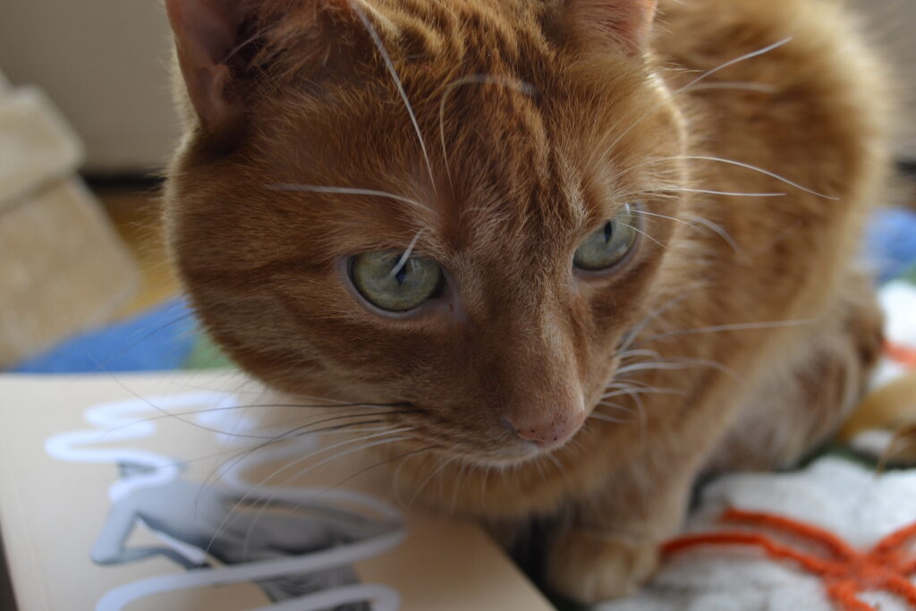 A close-up of and orange tabby cat with yellow-green eyes and white and black whiskers.