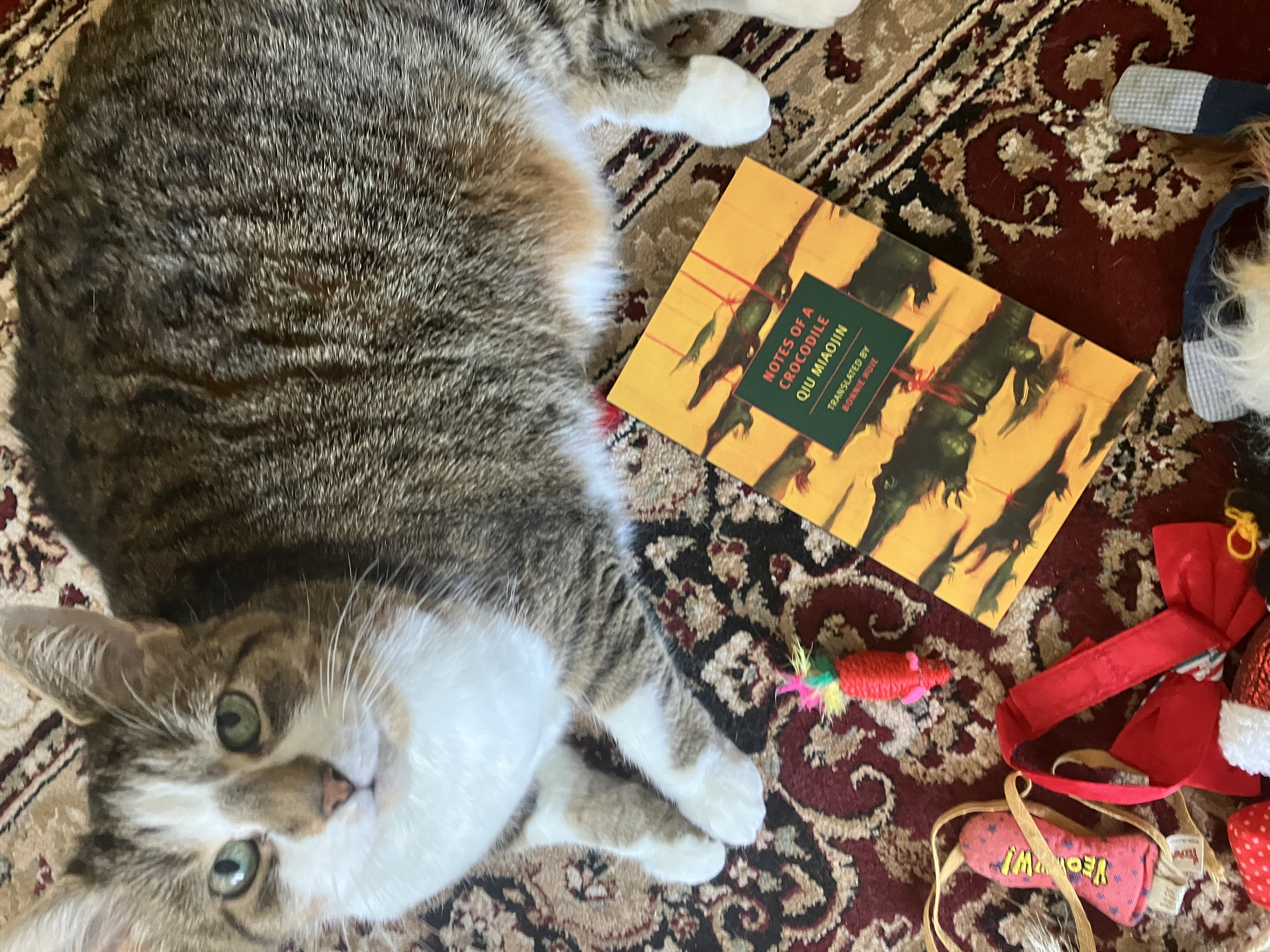 A tabby cat looks up at the camera. Beside her is a book titled Notes of a Crocodile by Qiu Miaojin.