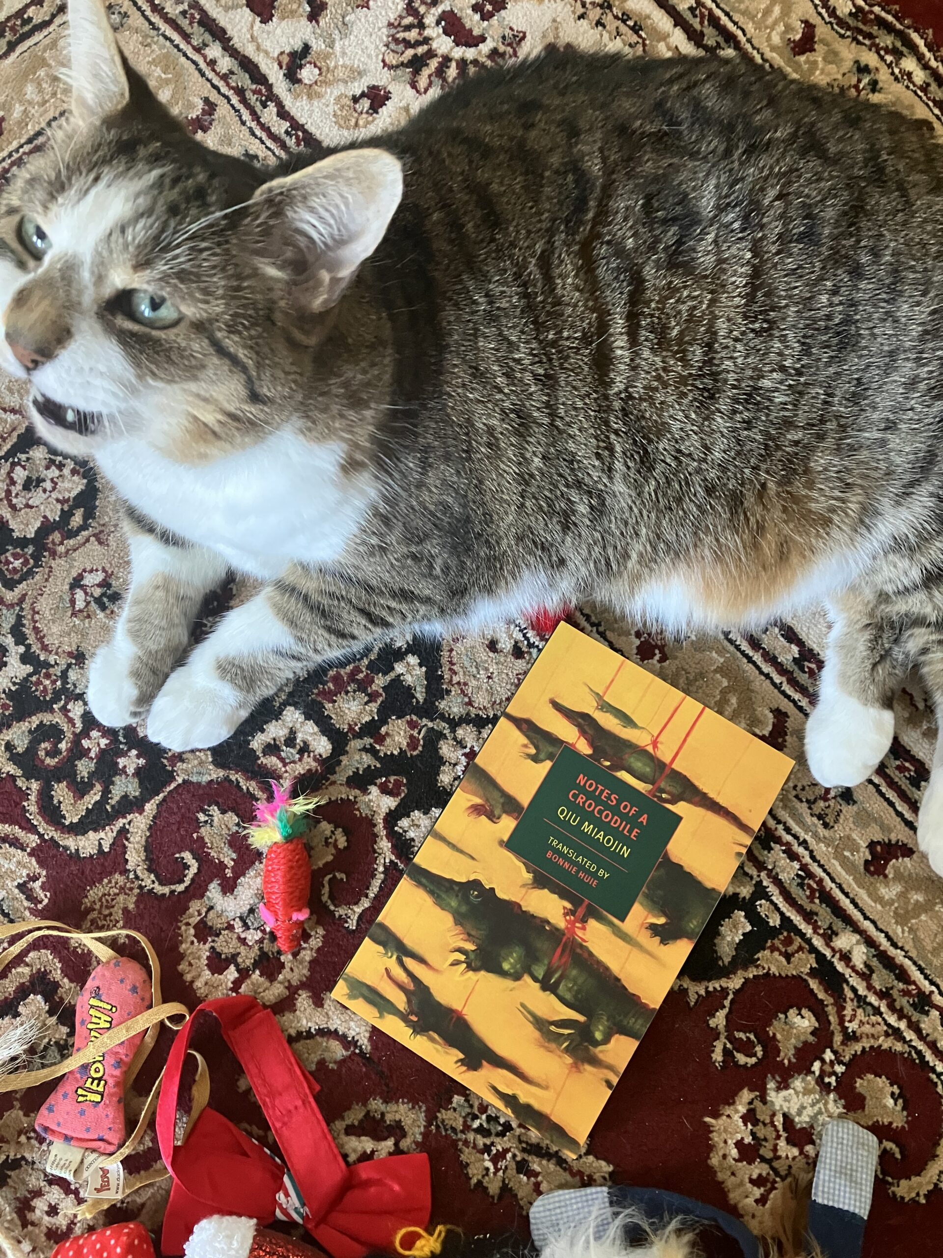 A tabby cat with a brown nose shows her teeth to the camera. She is sitting with books and cat toys.