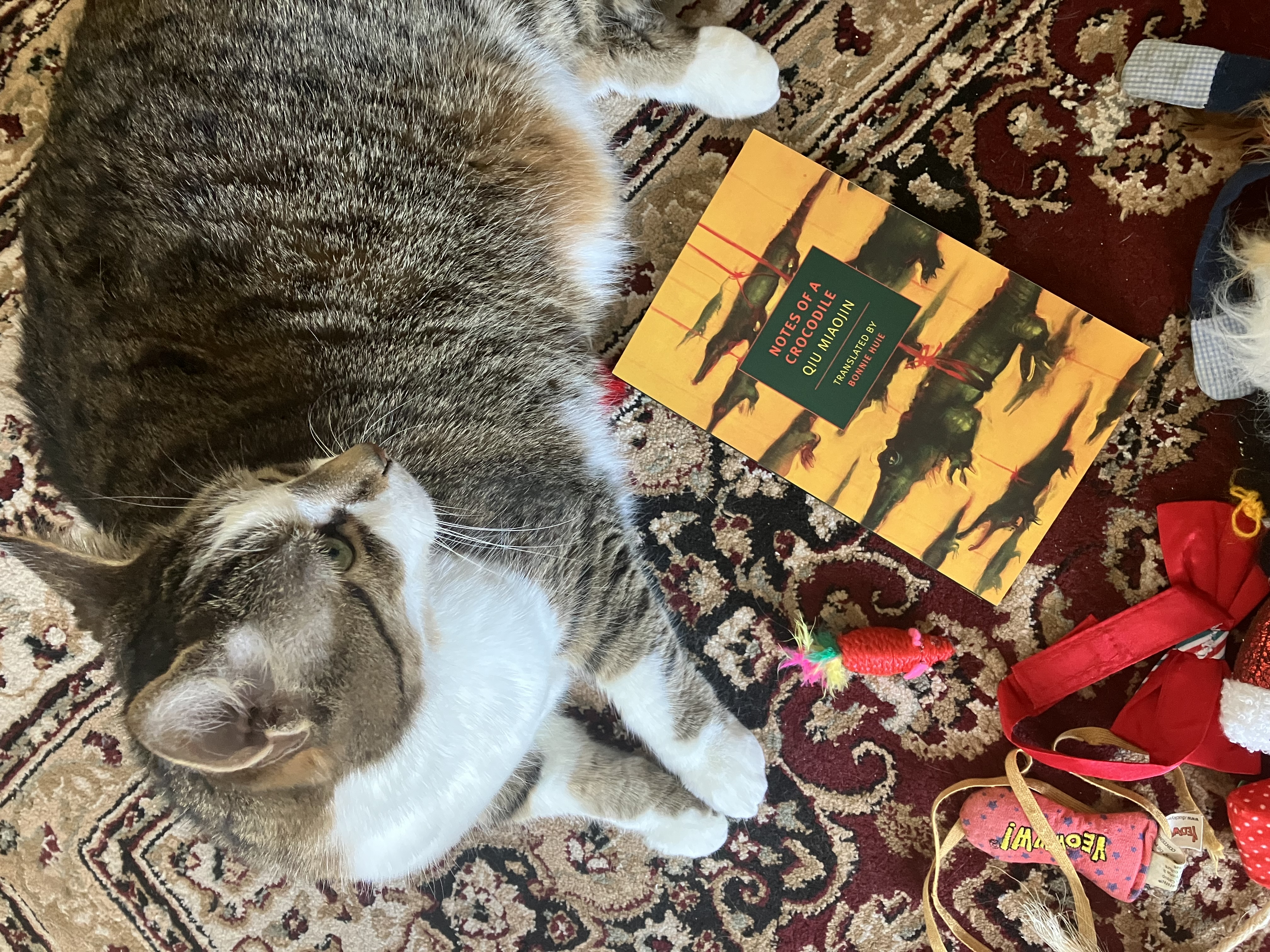 A tabby cat with a brown nose looks over her shoulder. Beside her is a yellow book with crocodiles on the cover.