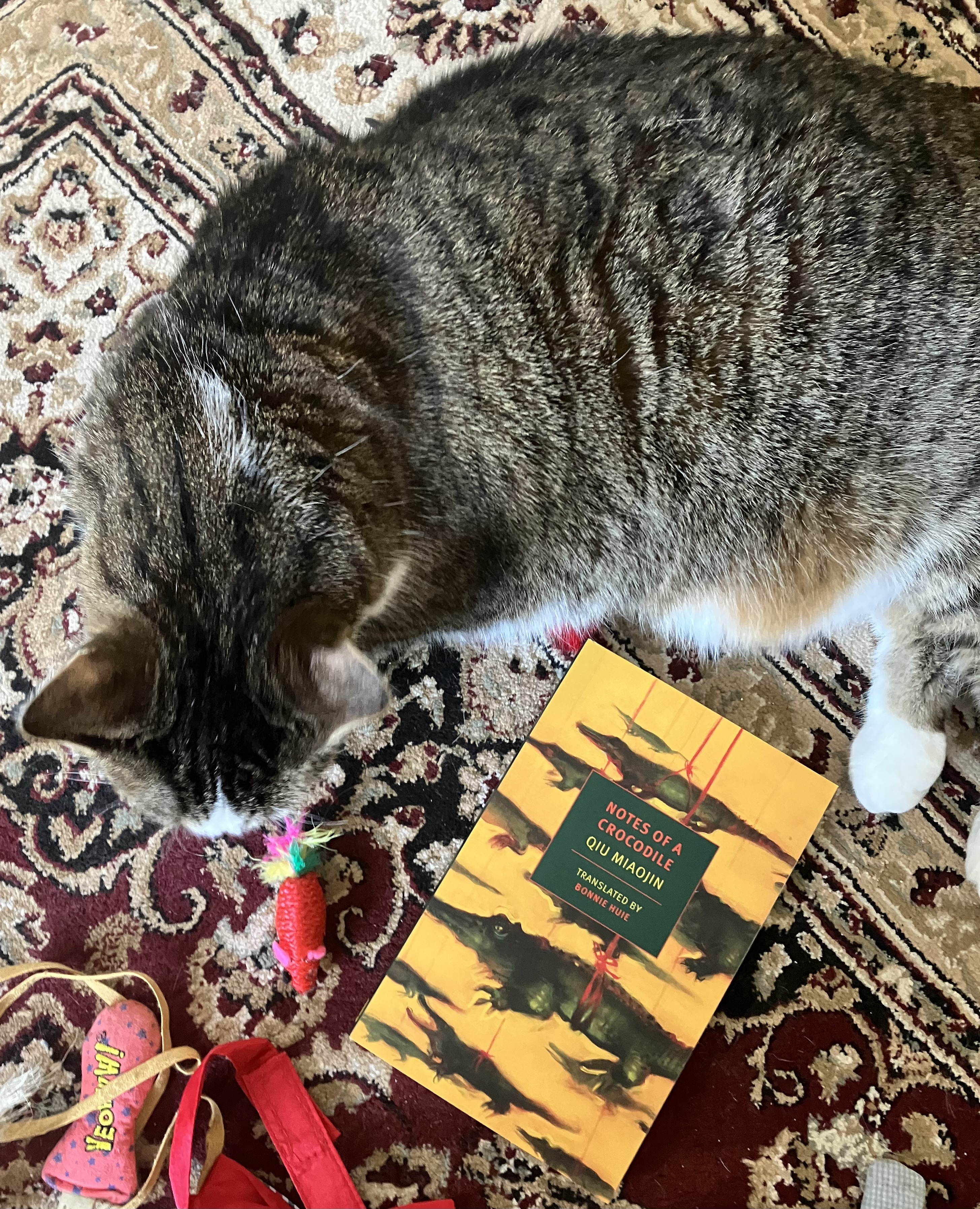 A tabby cat sits amongst a pile of cat toys with Notes of a Crocodile beside her.