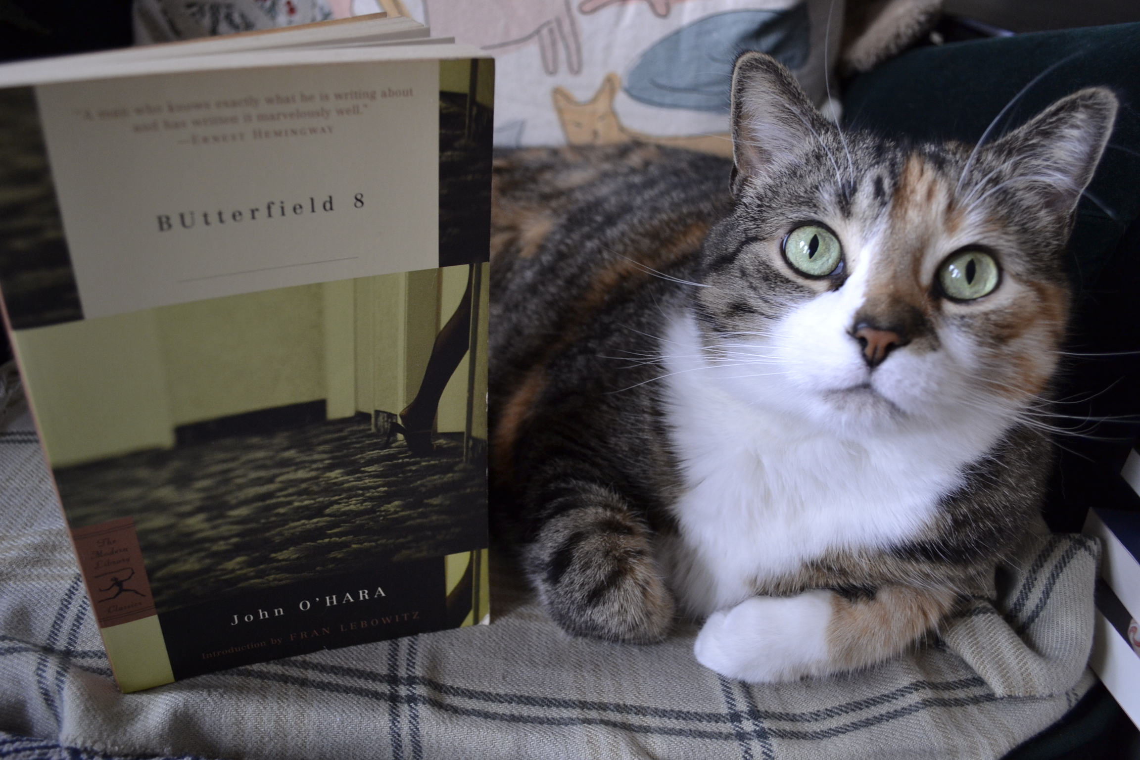 A calico tabby looks angelically up at the camera beside a copy of BUtterfield 8.