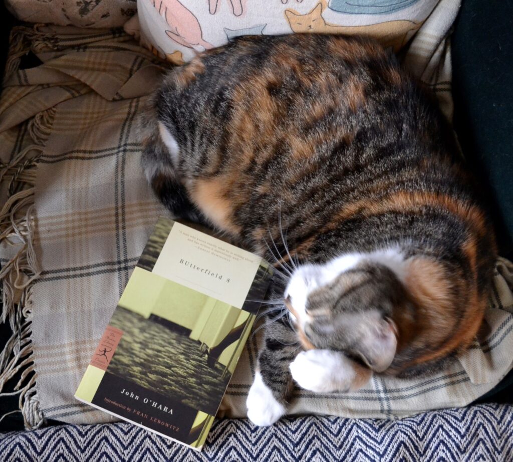 A calico tabby washes her face beside a copy of BUtterfield 8.