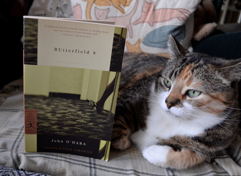 A grumpy tabby sits on a chair with a book. The book has a picture of a leg with a high heel on the foot entering a hotel room.