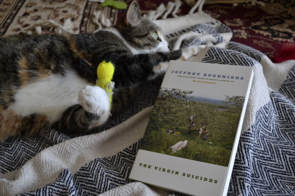 A calico tabby holds a yellow knitted duck toy and looks wildly to the side. By her paws is a book titled The Virgin Suicides.