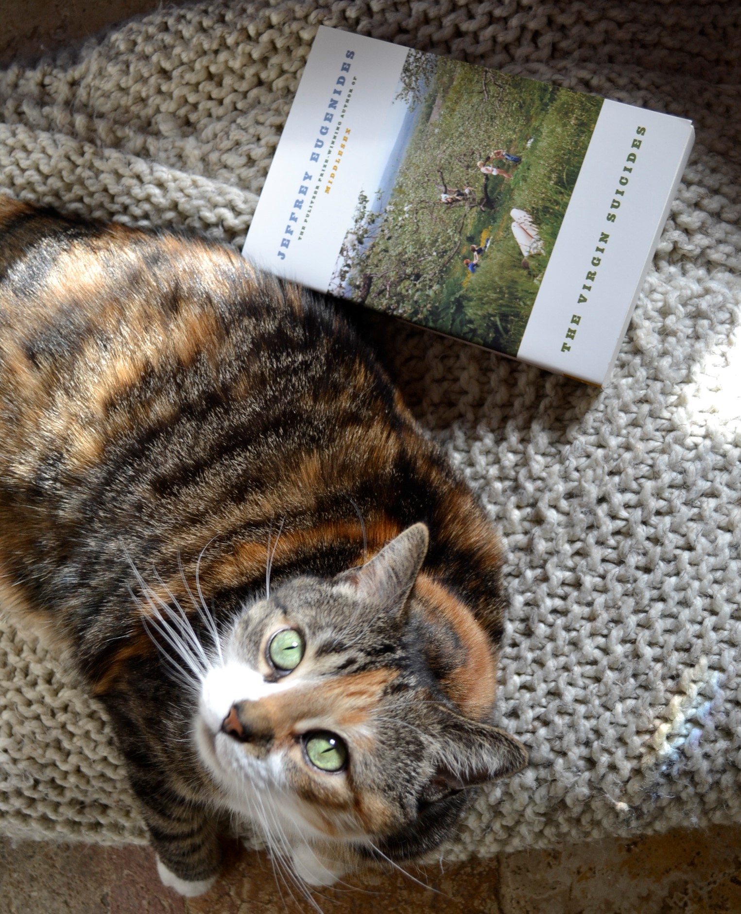 A calico tabby blinks into the sun. Beside her is a book by Jeffery Eugenides.