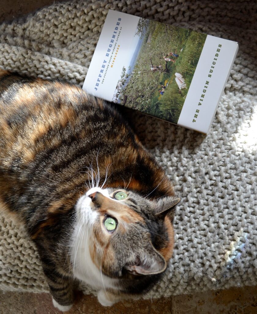 A calico tabby sits sweetly in the sunshine beside a copy of The Virgin Suicides.