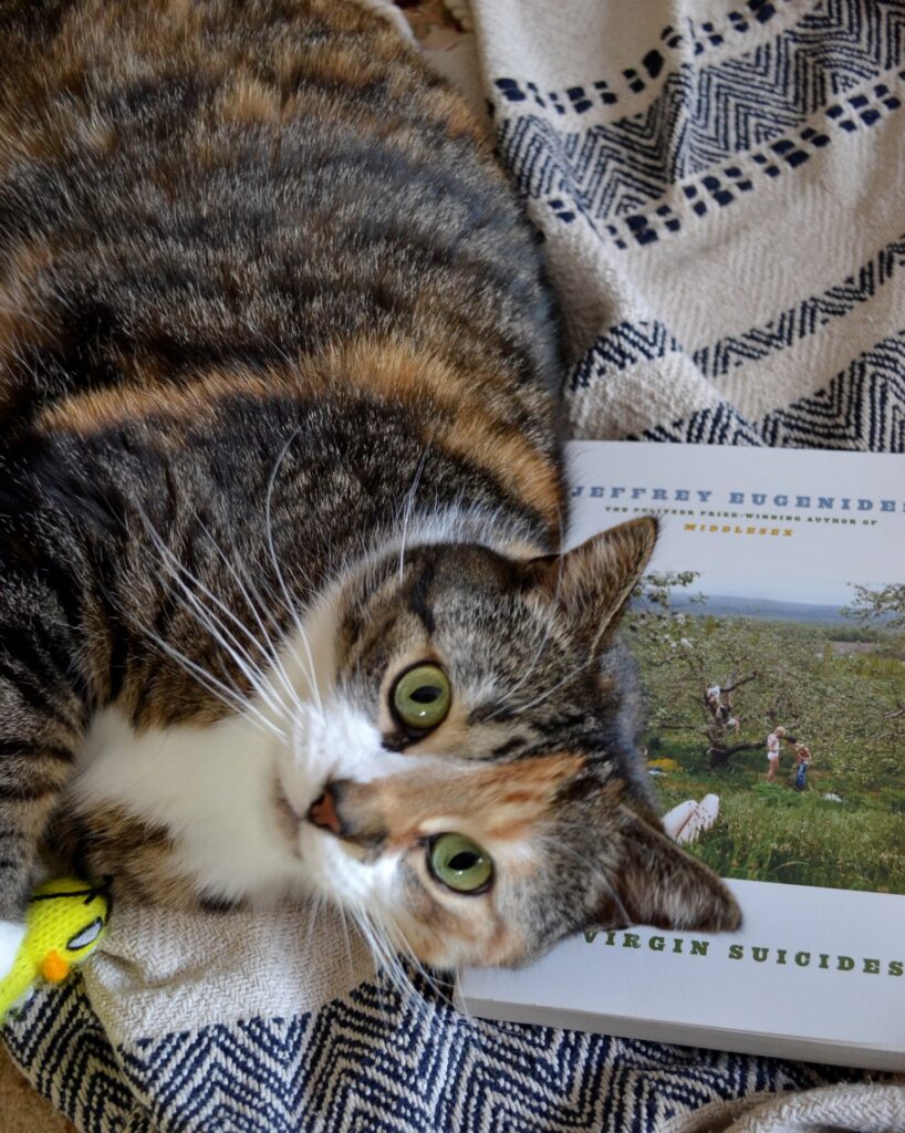 A calico tabby looks up while lying on a copy of The Virgin Suicides.