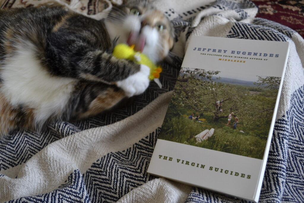 A calico tabby is just a blur as she frantically licks a yellow duck toy.